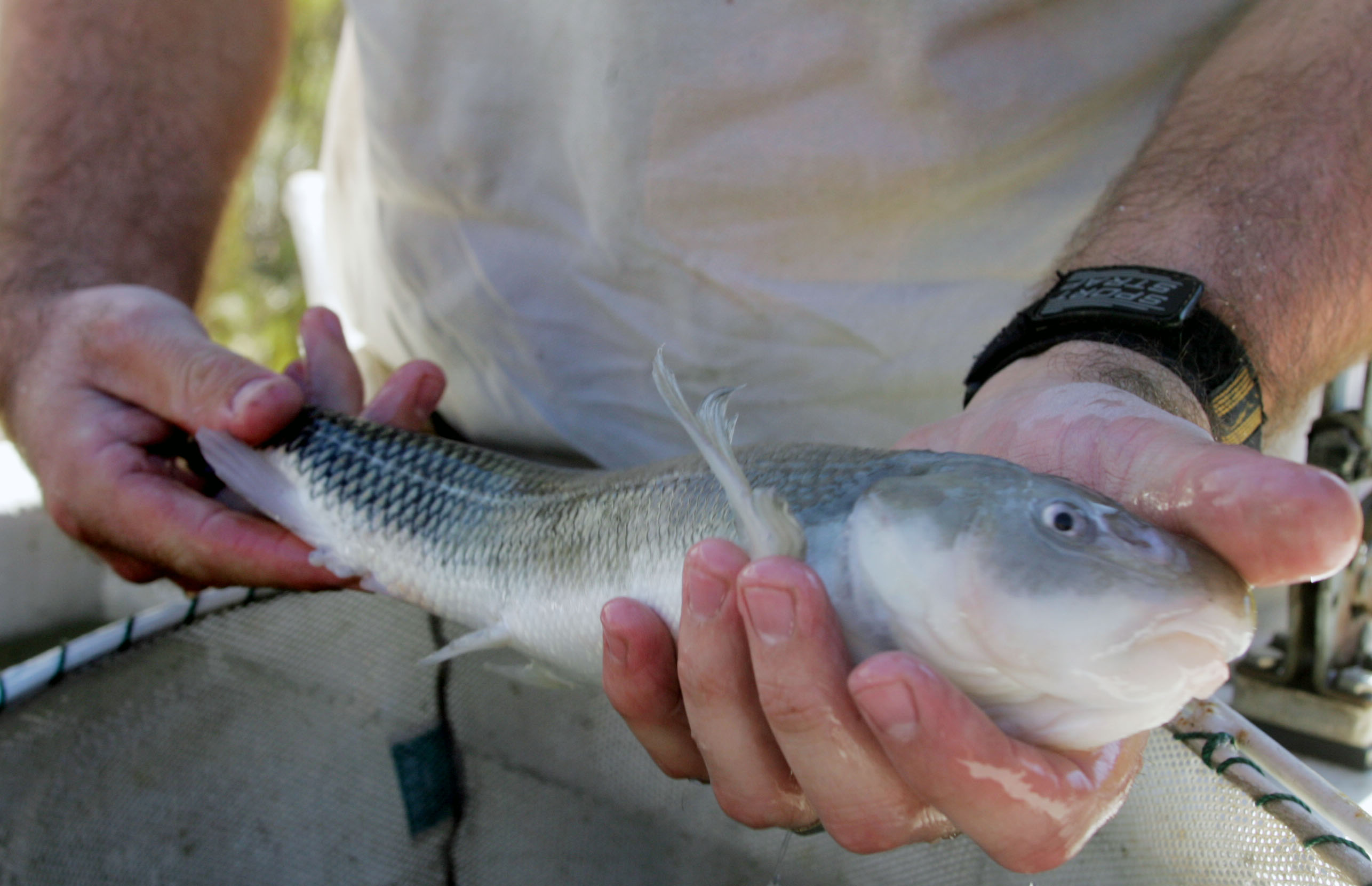 Wildlife specialist, Jared Smith, of the June Sucker Recovery Implementation Program holds one of 900 june suckers to be released from a fish transport into Red Butte Reservoir on October 30th, 2006. The release is part of a recovery program for the endangered fish.