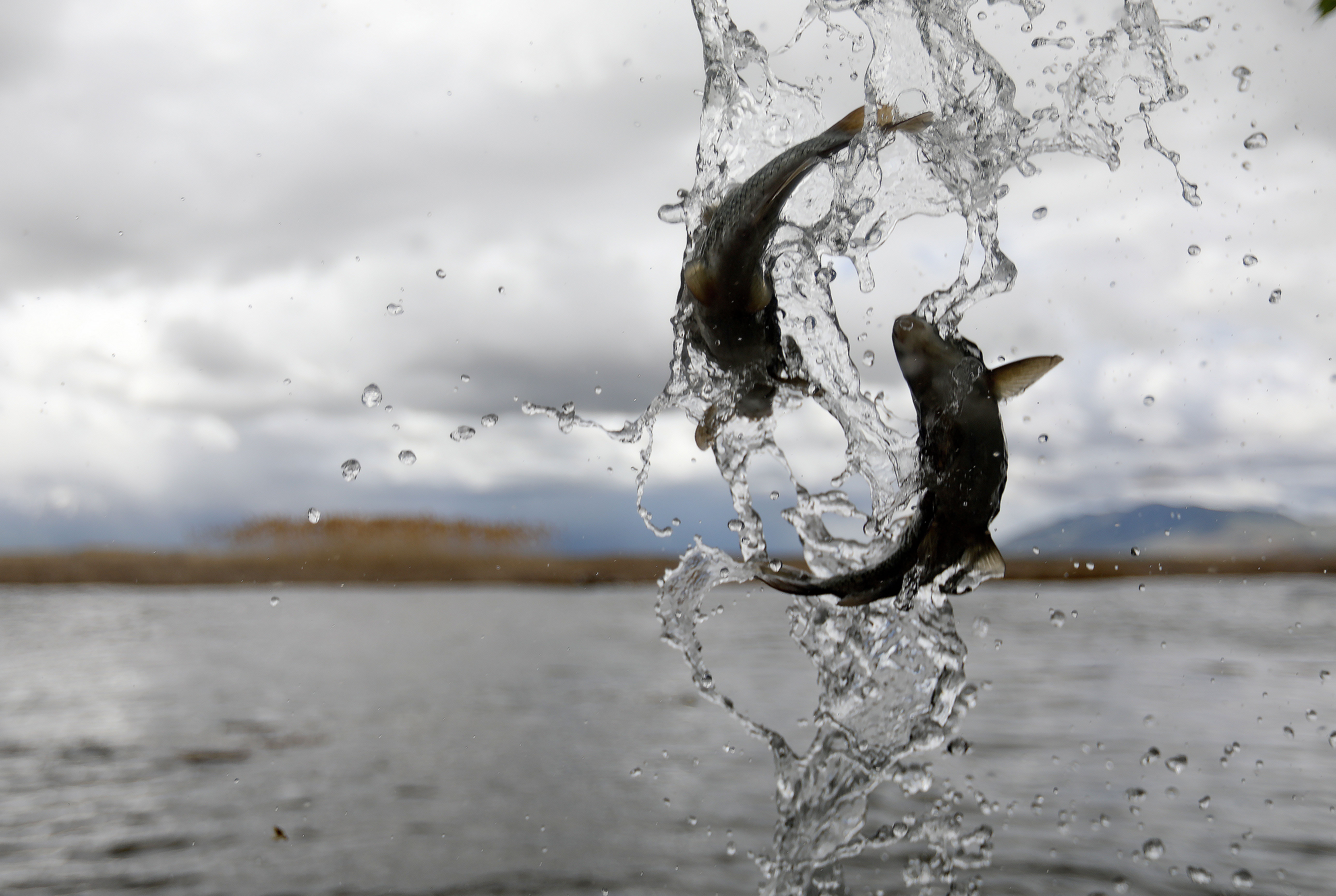 About 2,000 endangered June suckers, injected with tiny, coded tracking tags, are released into Utah Lake at Utah Lake State Park on Friday, May 17, 2019. After the 11-inch suckers are released, theyâll swim up the river to spawn. In the process, their tracking tags will be scanned and recorded. This technology gives biologists accurate data about fish survival and attempts at reproduction.