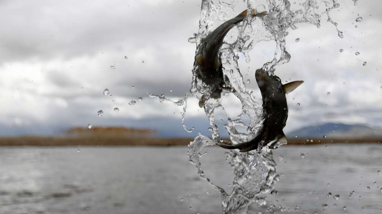 About 2,000 endangered June suckers, injected with tiny, coded tracking tags, are released into Utah Lake on May 17, 2019. Gov. Spencer Cox signed a bill on Monday that creates a new study of the lake.