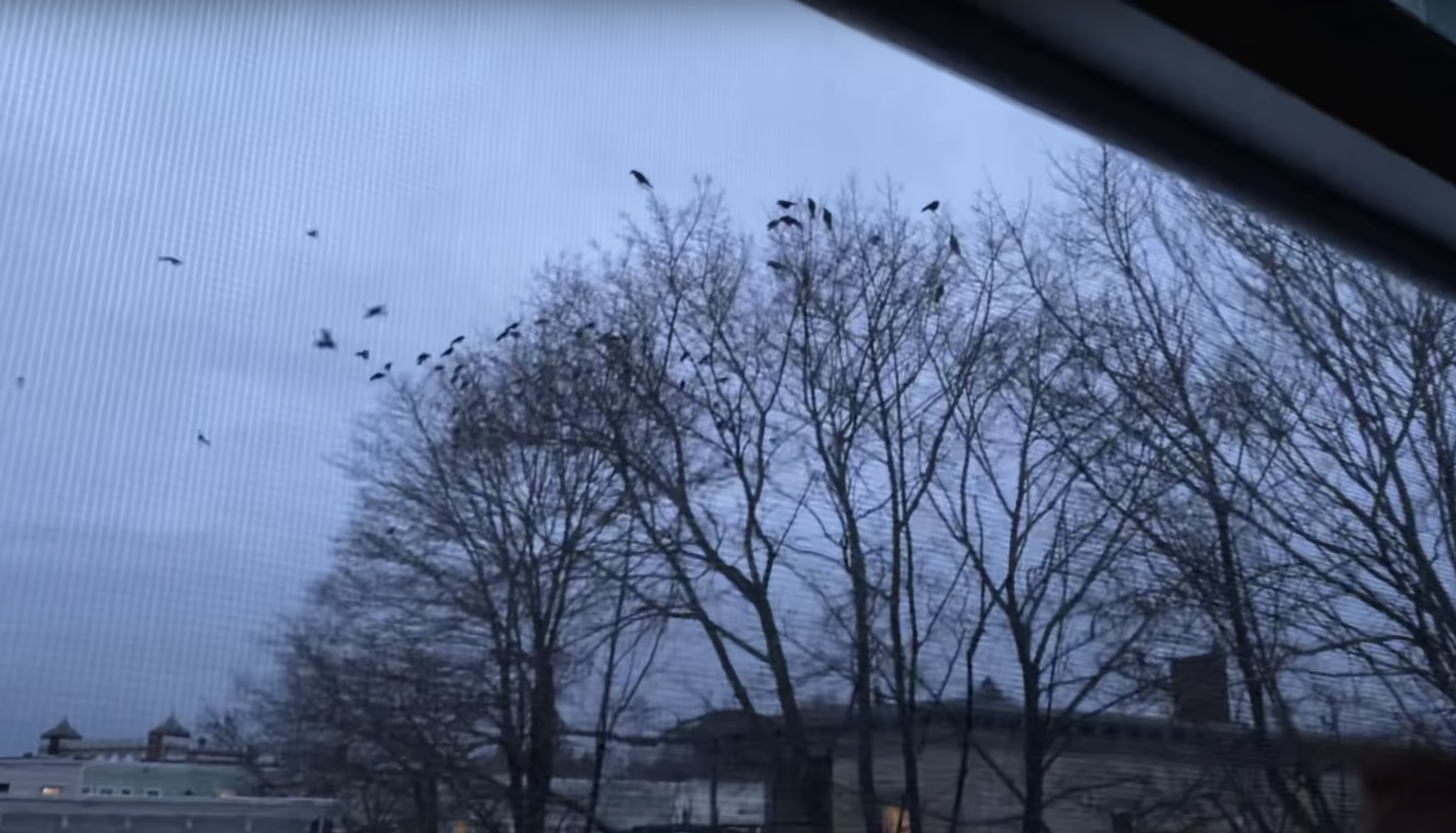 Have You Seen This? Using laser-guided weaponry to scare away pesky birds