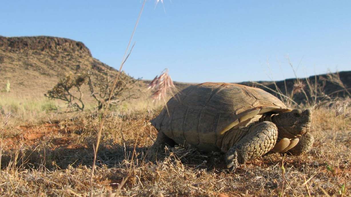 A desert tortoise basks in the sun in 2010.