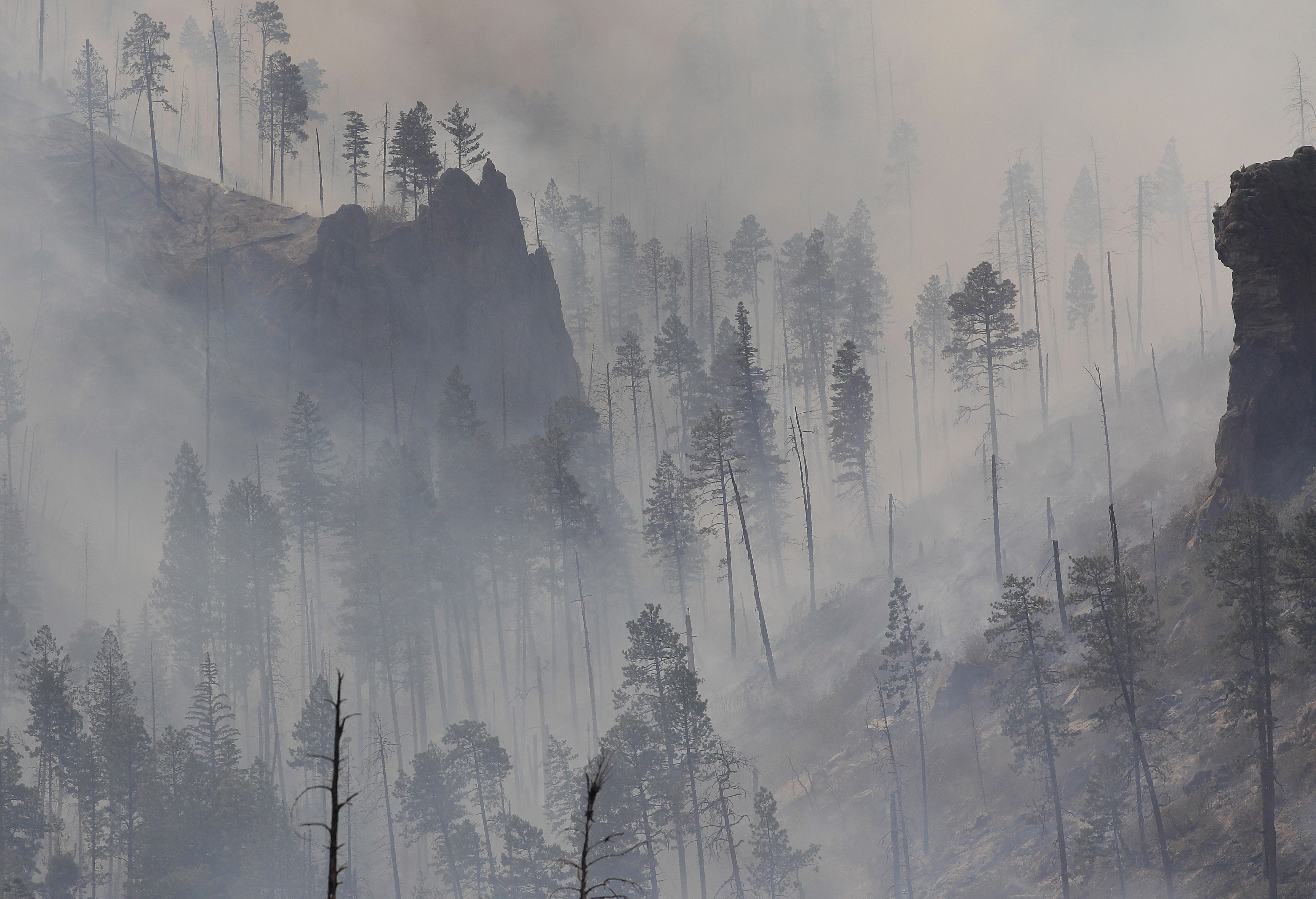 The forests that won't grow back