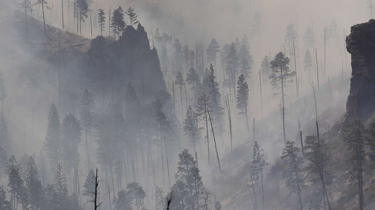 The forests that won't grow back