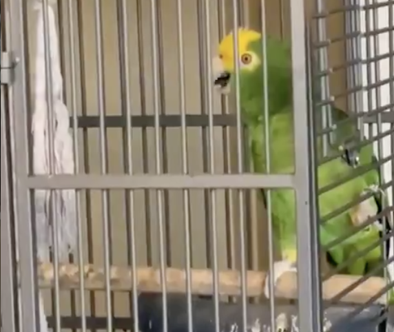 Have You Seen This? Parrot sings Led Zeppelin