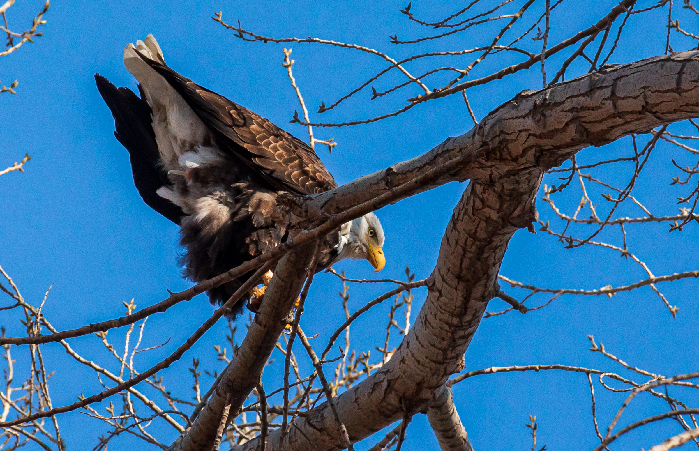 A bald eagle prepares to take flight from a tree near the Provo River Trail on Jan. 9, 2021.