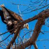 DWR birdwatching events canceled, but here's where you can still view bald eagles in Utah