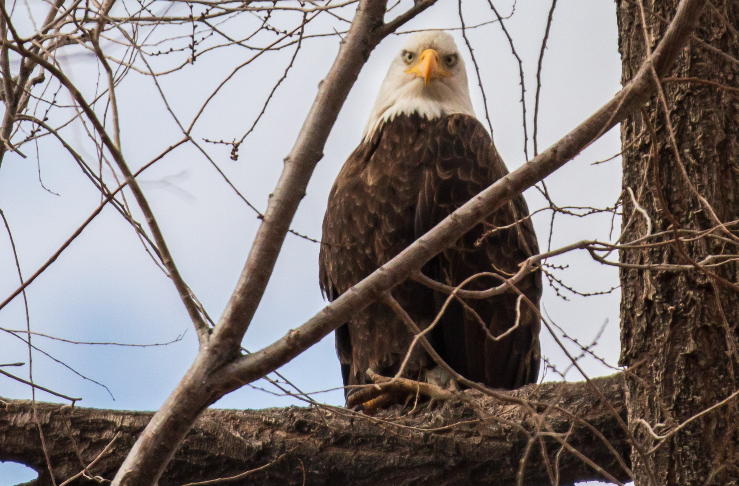 A bald eagle perched on a tree at Farmington Bay Waterfowl Management Area on Monday, Jan. 18, 2021.