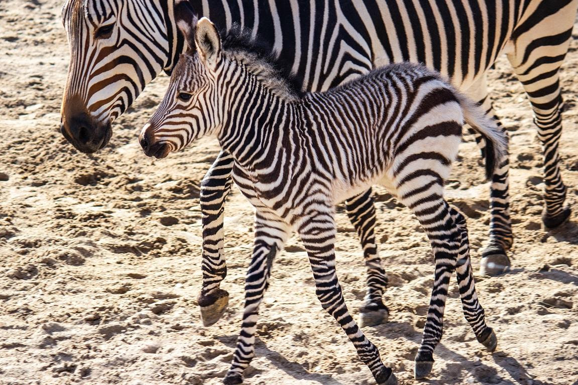 Utah's Hogle Zoo welcomes newborn zebra — now he needs a name