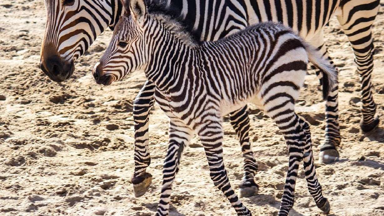 Utah's Hogle Zoo welcomes newborn zebra — now he needs a name