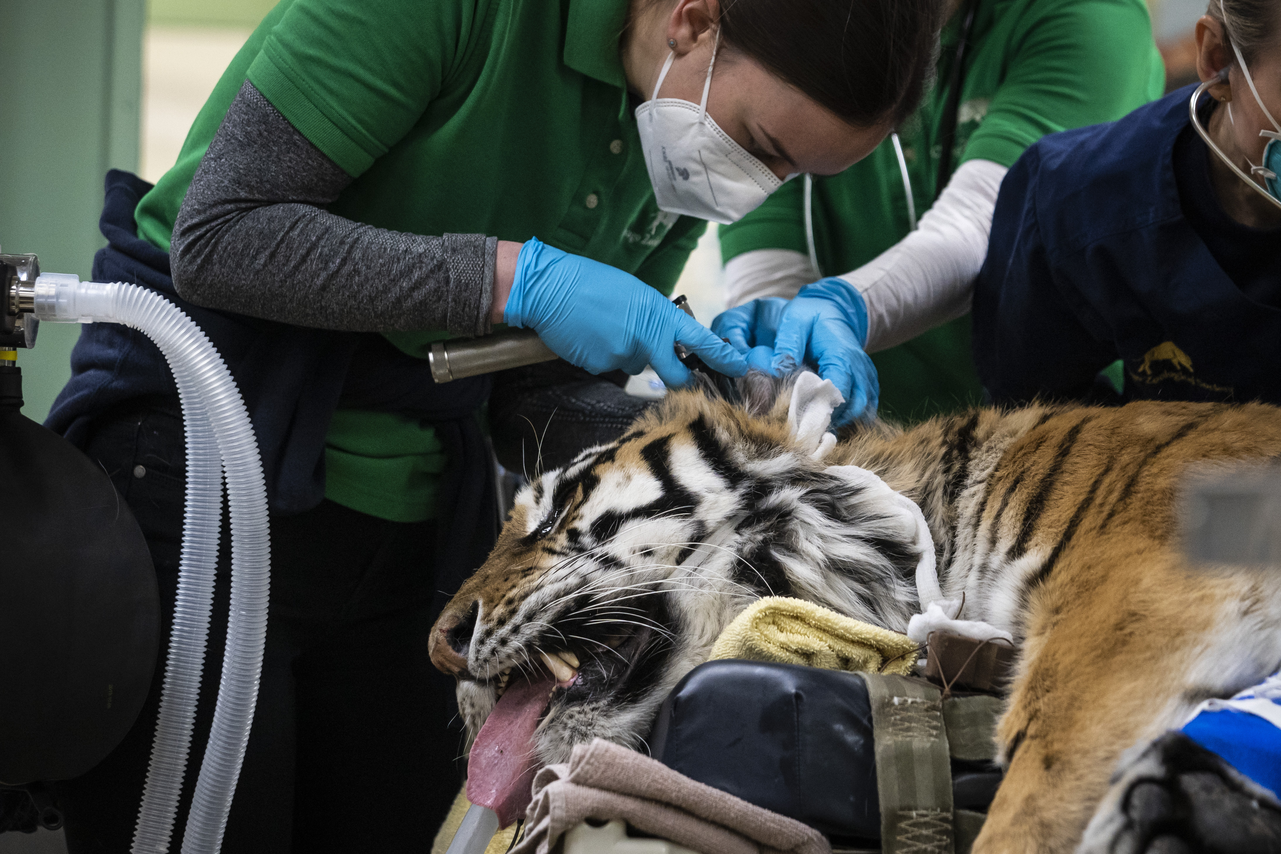 Tiger undergoes rare hip replacement surgery at Illinois zoo
