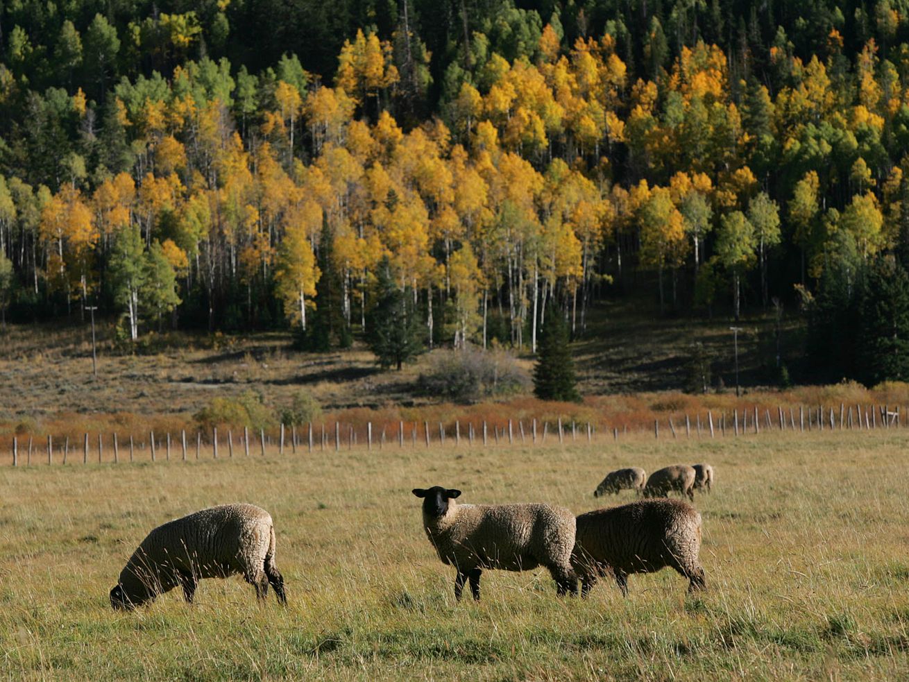 Sheep graze on the headwaters of the Weber River area
east of Oakley, Summit County, on Sept. 16, 2004, as fall colors
begin to set in.