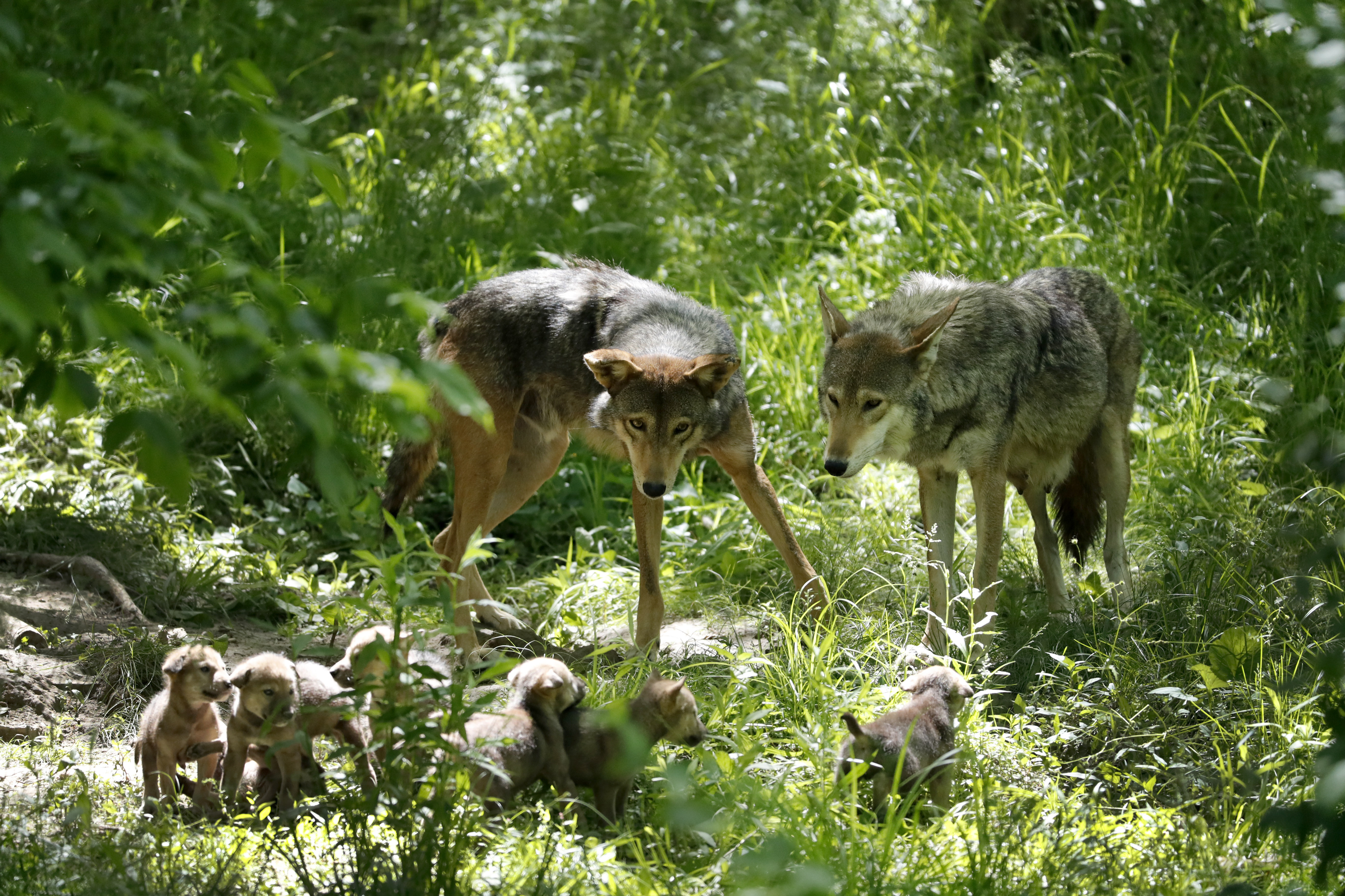 St. Louis Zoo plans habitat for endangered wolf breed