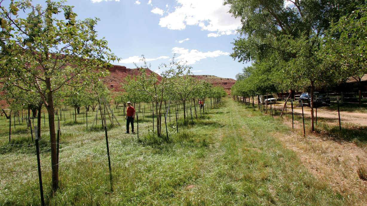 Visitors from California wander through an heirloom orchard in the Fruita settlement at Capital Reef National Monument near Torrey, UT. Photo by Kristin Nichols / Deseret Morning News