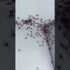 Have You Seen This? Mom finds two huge hatches of spiders in daughter's room