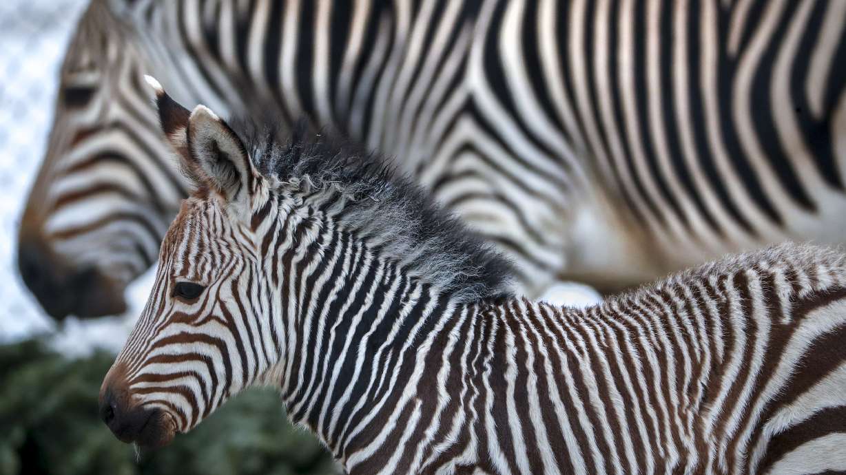 Baby zebra at Utah's Hogle Zoo now has a name