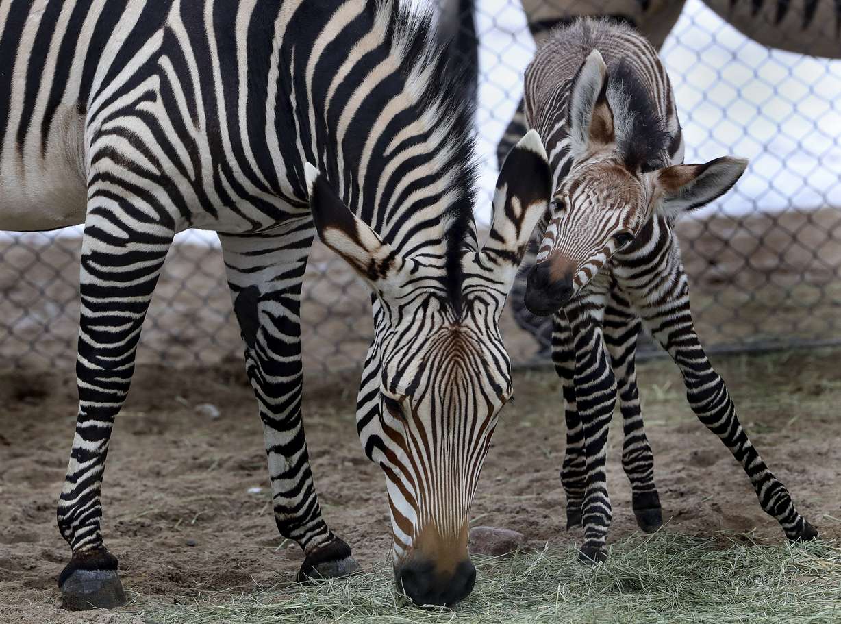 A 2-week-old Hartmann's mountain zebra stands with his mother, Ziva, in the African Savanna exhibit at Utah's Hogle Zoo in Salt Lake City on Thursday, Jan. 28, 2021. The male zebra was born Friday, Jan. 15, and with the help of his mother, who cleaned and coaxed him, he was standing on his own within 30 minutes and awkwardly walking shortly thereafter.