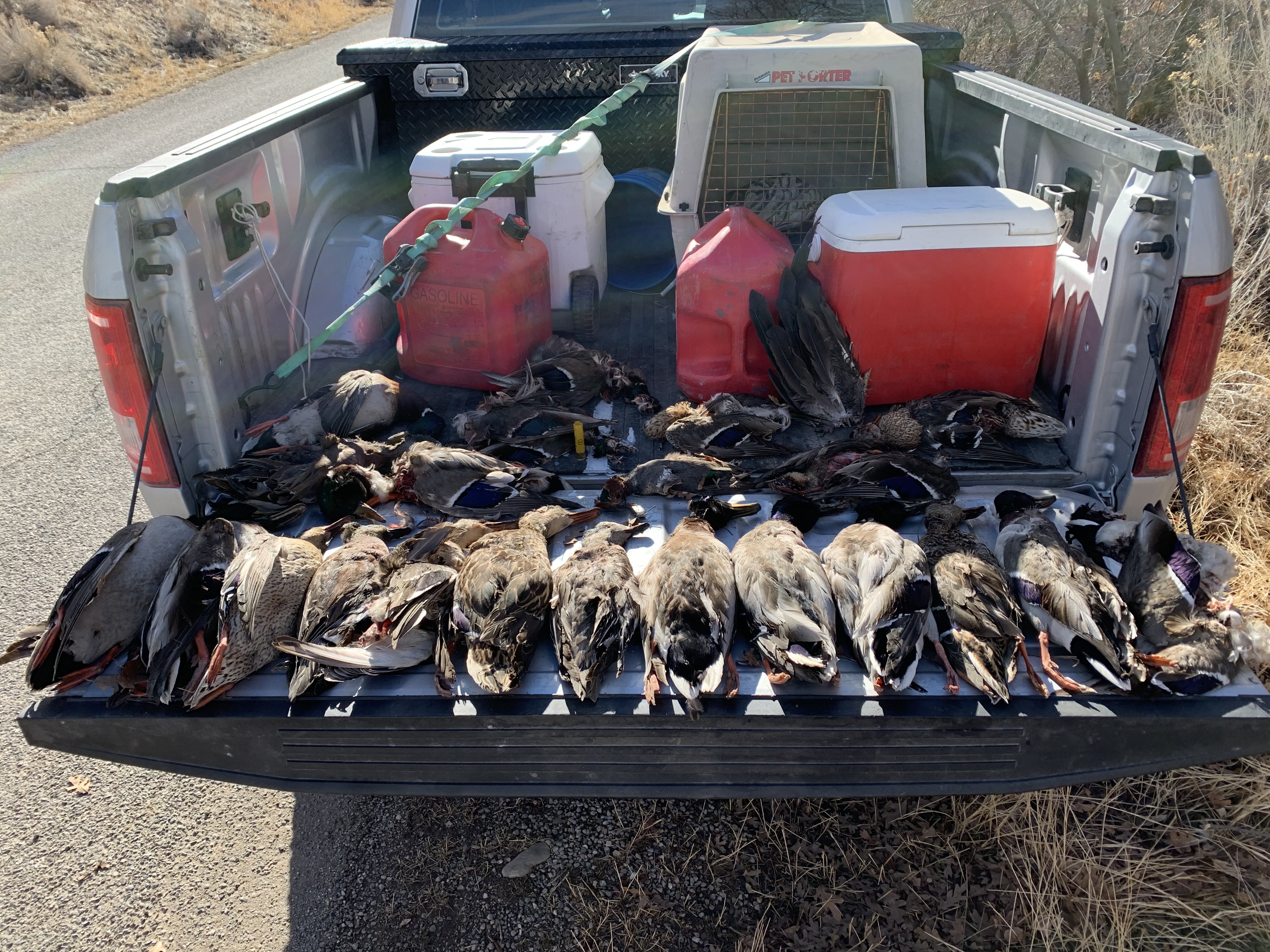 DWR investigates after 22 ducks are left to rot at Utah County wildlife management area