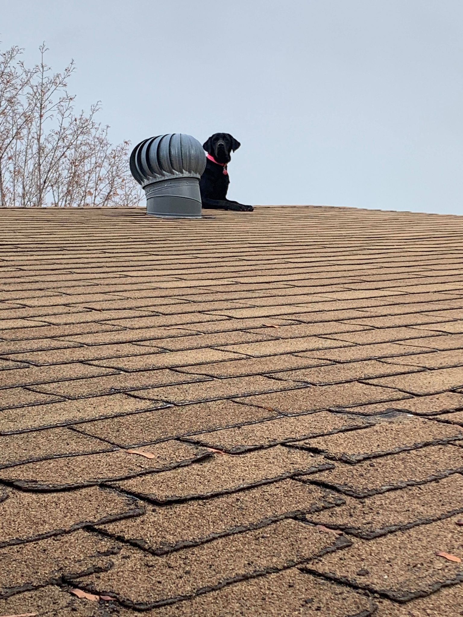 Lacy sits atop roof in Lehi.