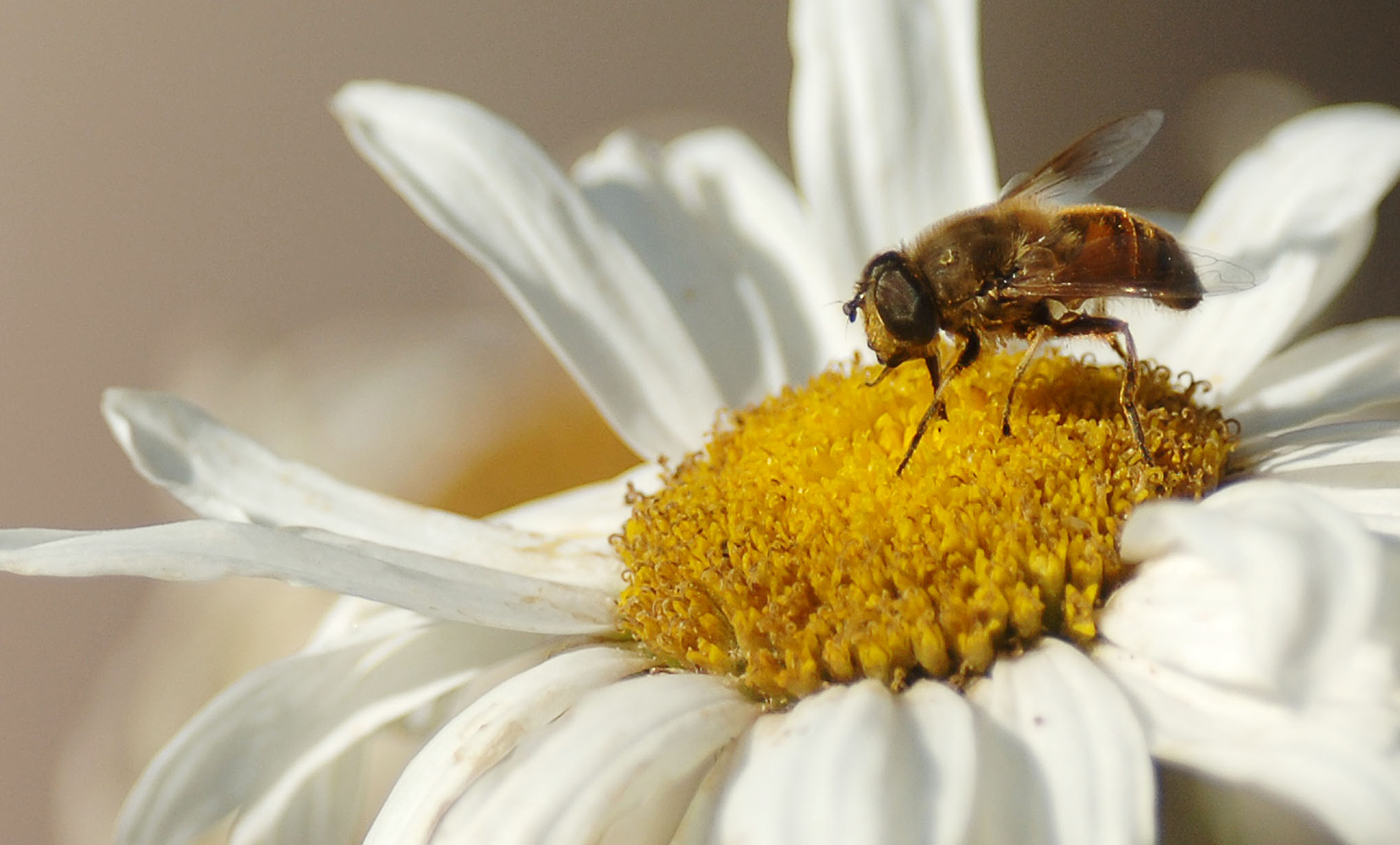 A bee searches for pollen in a daisy in Herriman Monday July 11, 2005 Photo by Scott G. Winterton/Deseret Morning News. (Submission date: 07/11/2005)