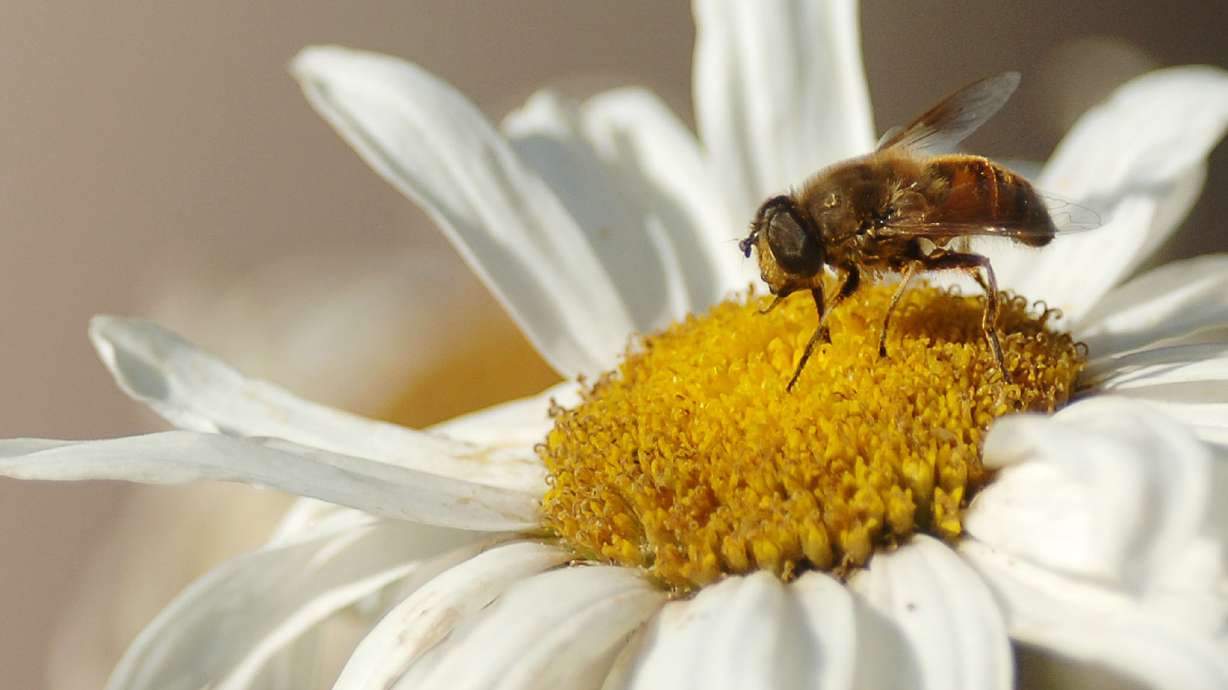 A bee searches for pollen in a daisy in Herriman Monday July 11, 2005 Photo by Scott G. Winterton/Deseret Morning News. (Submission date: 07/11/2005)
