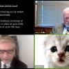 You got to be kitten me: Texas lawyer accidentally presents case with Zoom kitten filter on