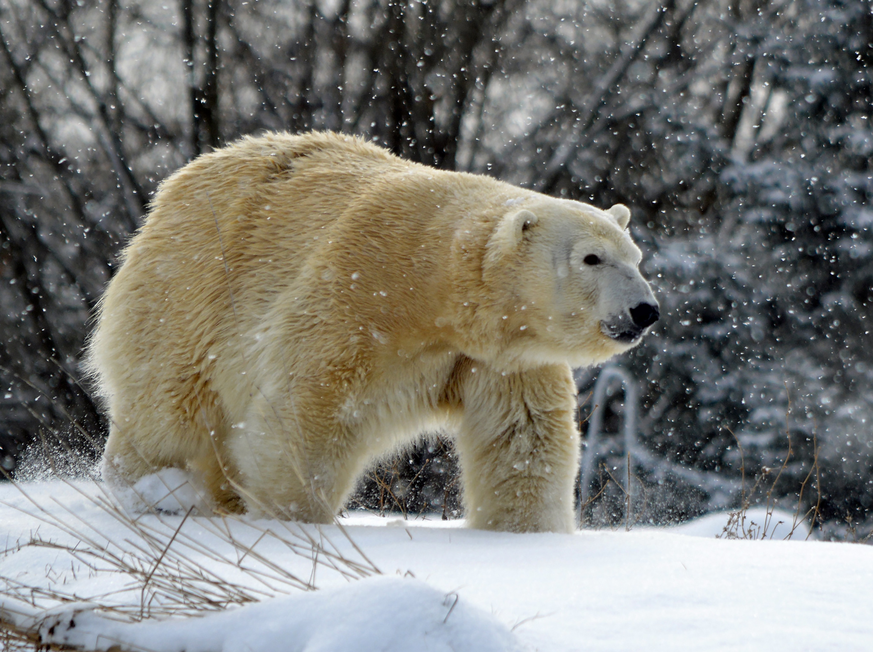 Male polar bear kills female polar bear at Detroit Zoo