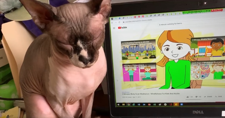 Meditating cat helps children cope with abuse, trauma