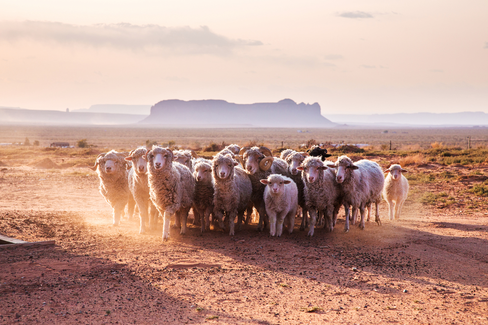 Visit Navajo Nation and experience authentic western heritage