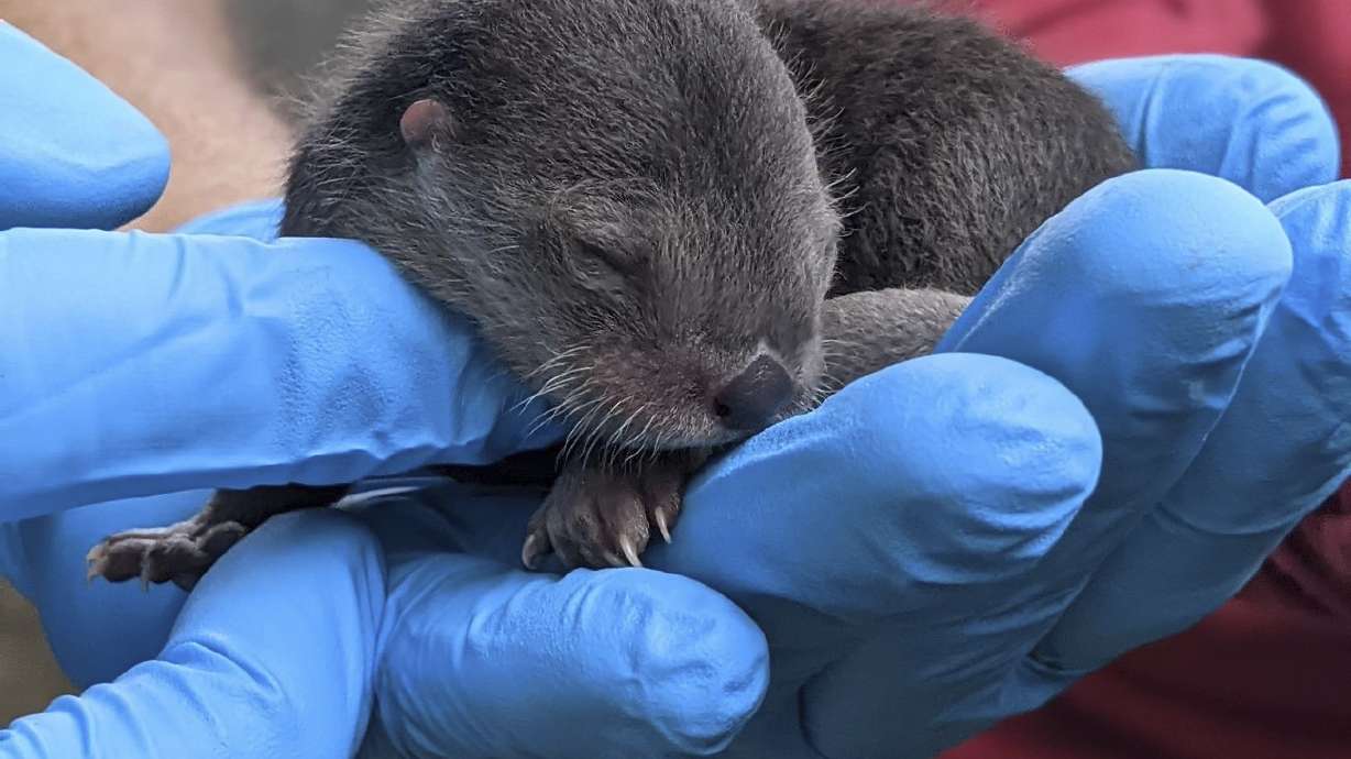 3 North American river otter pups born at Zoo Miami