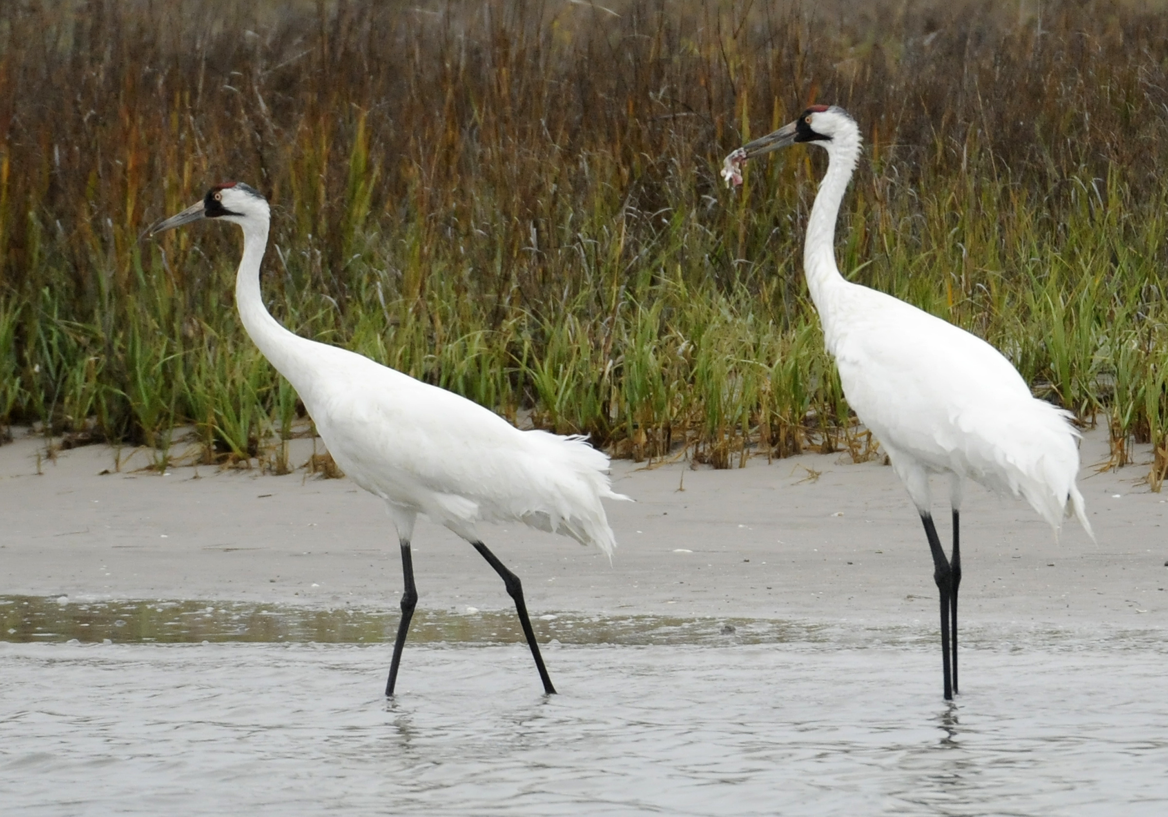 Virus outbreak cancels whooping crane count in Texas