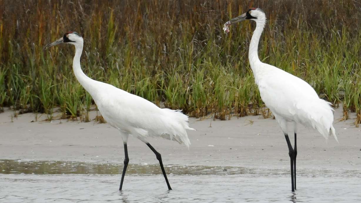 Virus outbreak cancels whooping crane count in Texas
