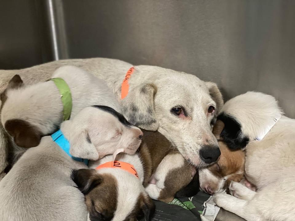 America and her litter of pups was found abandoned in a junkyard in Puerto Rico. Now they each have forever homes lined up in the U.S. and will make the trip to the states for Valentines Day.