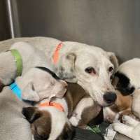 Nonprofit to fly nearly 200 rescued pets from Puerto Rico for Valentine's Day