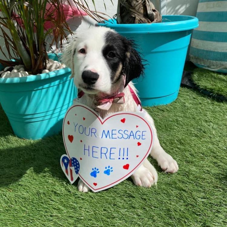 The Sato Project is offering people a chance to have their Valentine's Day message pictured with a Sato dog for a small donation.