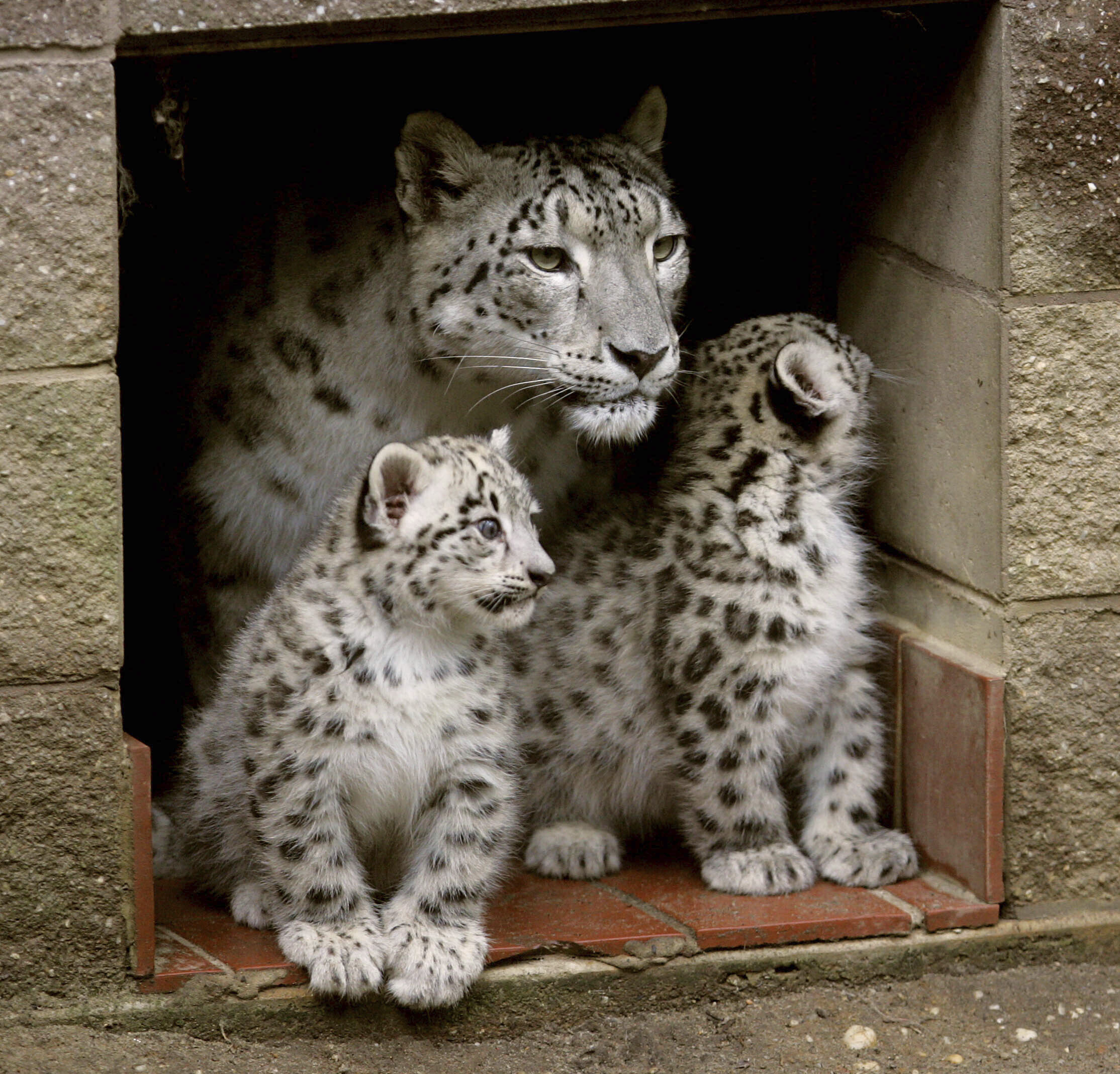 Snow leopard known for her 7 healthy cubs dies after cancer
