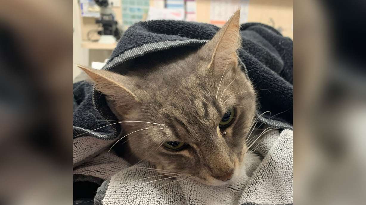 Cat dies 'protecting' young children from one of Australia's most dangerous snakes