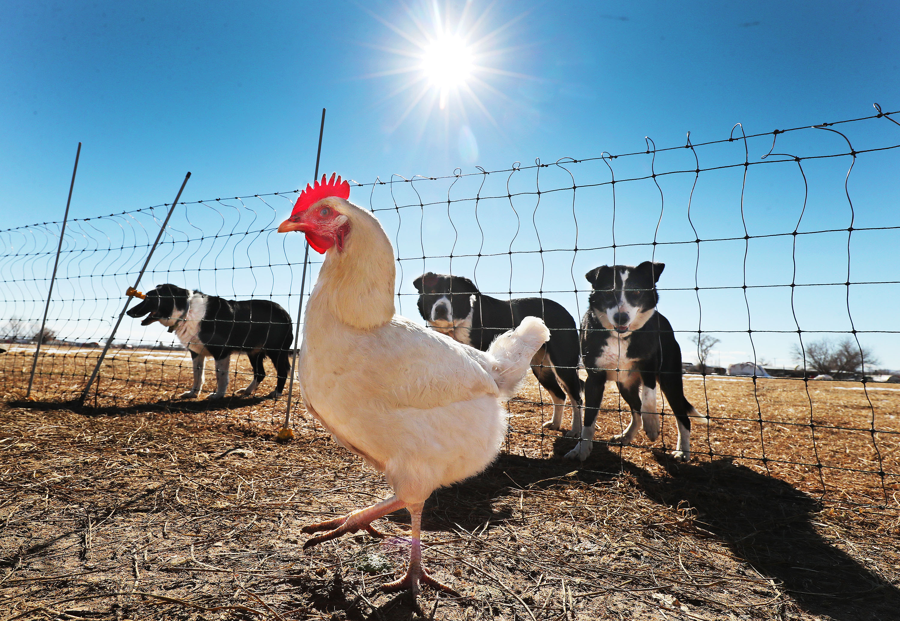 A chicken walks under the supervision of several dogs at Dale and Linda Batty’s ranch in Vernal on Wednesday, Feb. 10, 2021. Their farm, the Old Home Place, has been worked by their family for three generations.