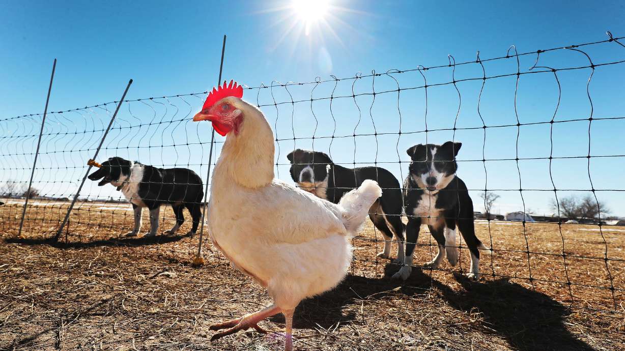 A chicken walks under the supervision of several dogs at Dale and Linda Batty’s ranch in Vernal on Wednesday, Feb. 10, 2021. Their farm, the Old Home Place, has been worked by their family for three generations.