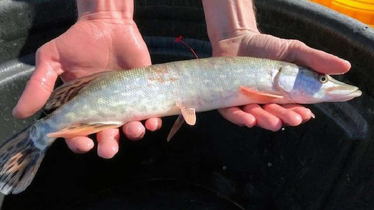 Catch any northern pike at Utah Lake? Here's why DWR wants you to report it