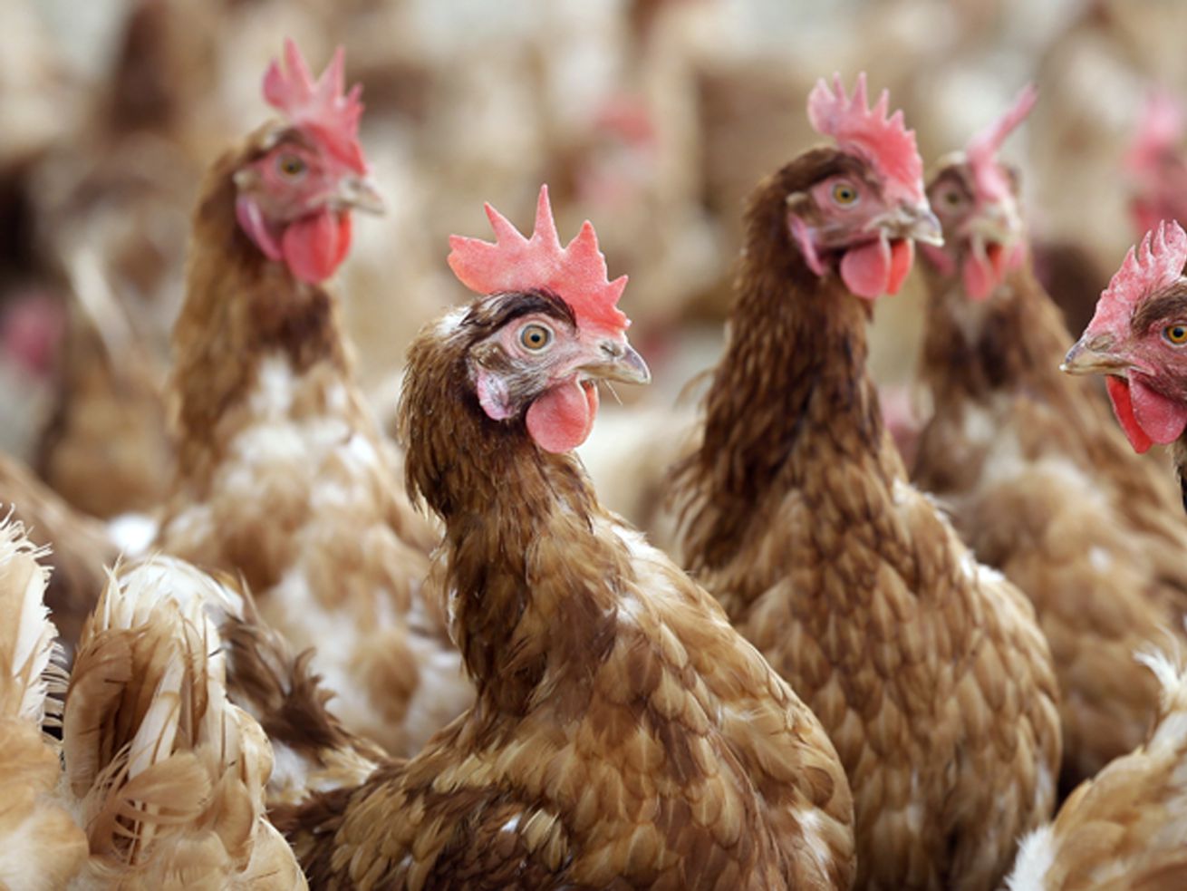 Cage-free chickens stand in a fenced pasture on the
Francis Blake organic farm on Wednesday, Oct. 21, 2015, near
Waukon, Iowa.
