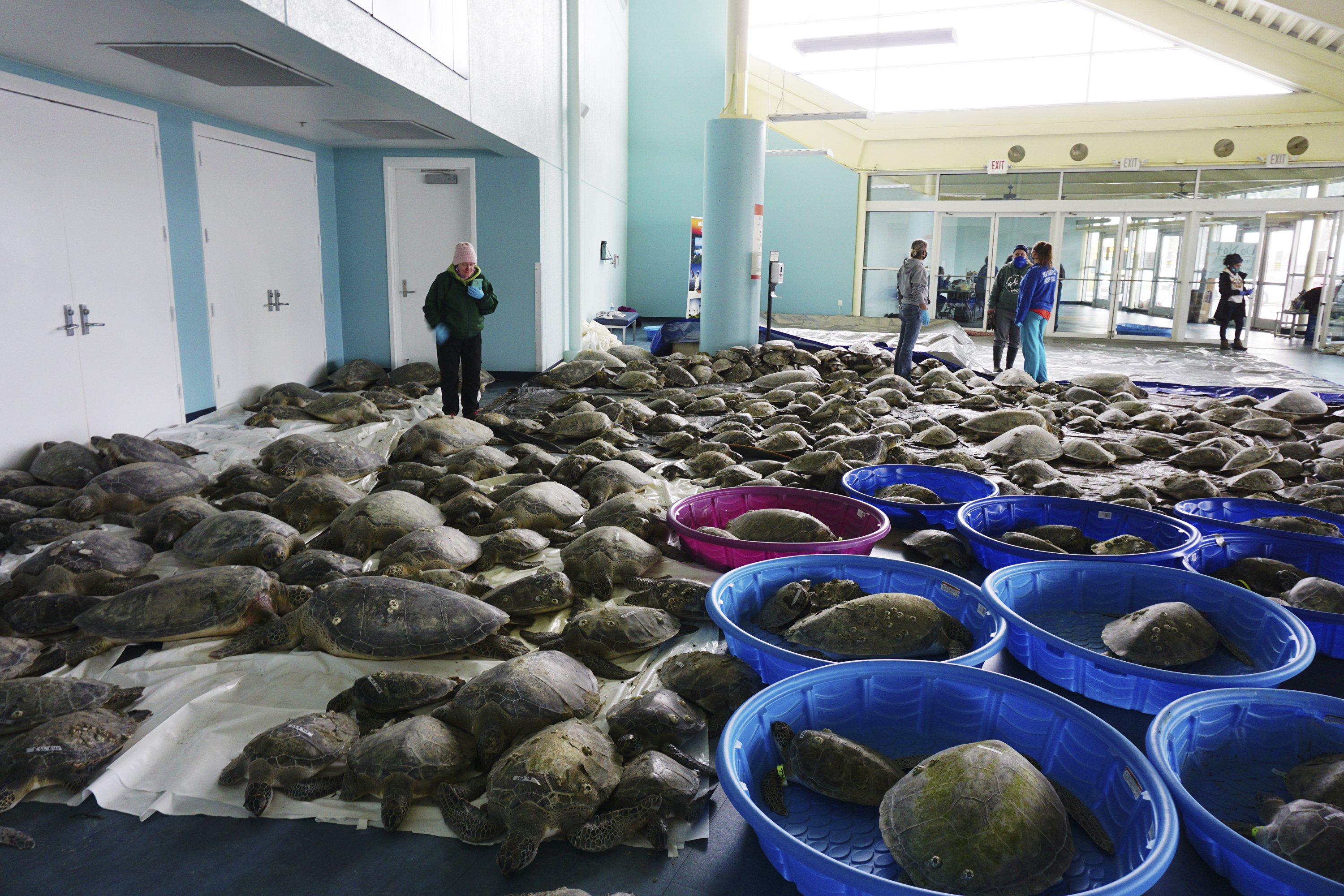 Texans brave frigid temps to save thousands of sea turtles amidst deadly arctic storm