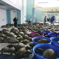 Texans brave frigid temps to save thousands of sea turtles amidst deadly arctic storm