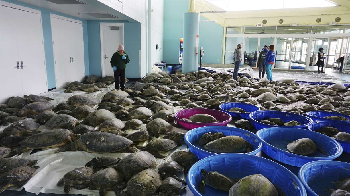 Thousands of cold-stunned sea turtles being rescued in Texas