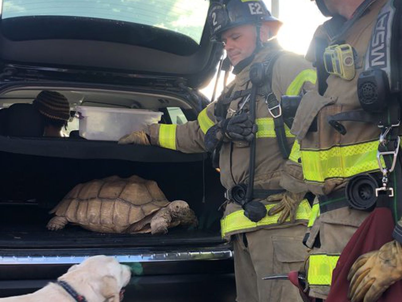 Salt Lake City firefighters look over animals they
rescued from a basement fire at 452 N. 1400 West on Saturday, Feb.
20, 2021.