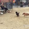 Have You Seen This? Tiny dog should be a football star