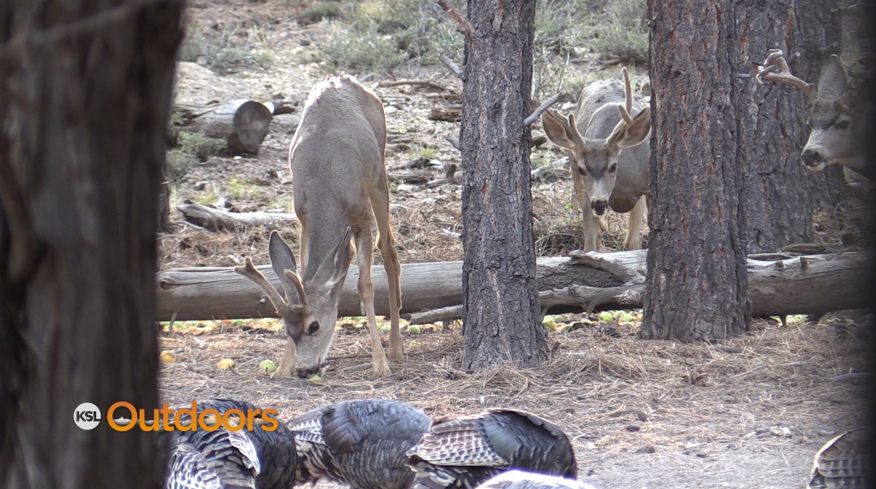 Utah House Bill 295: How it Could Affect the Way You Hunt
