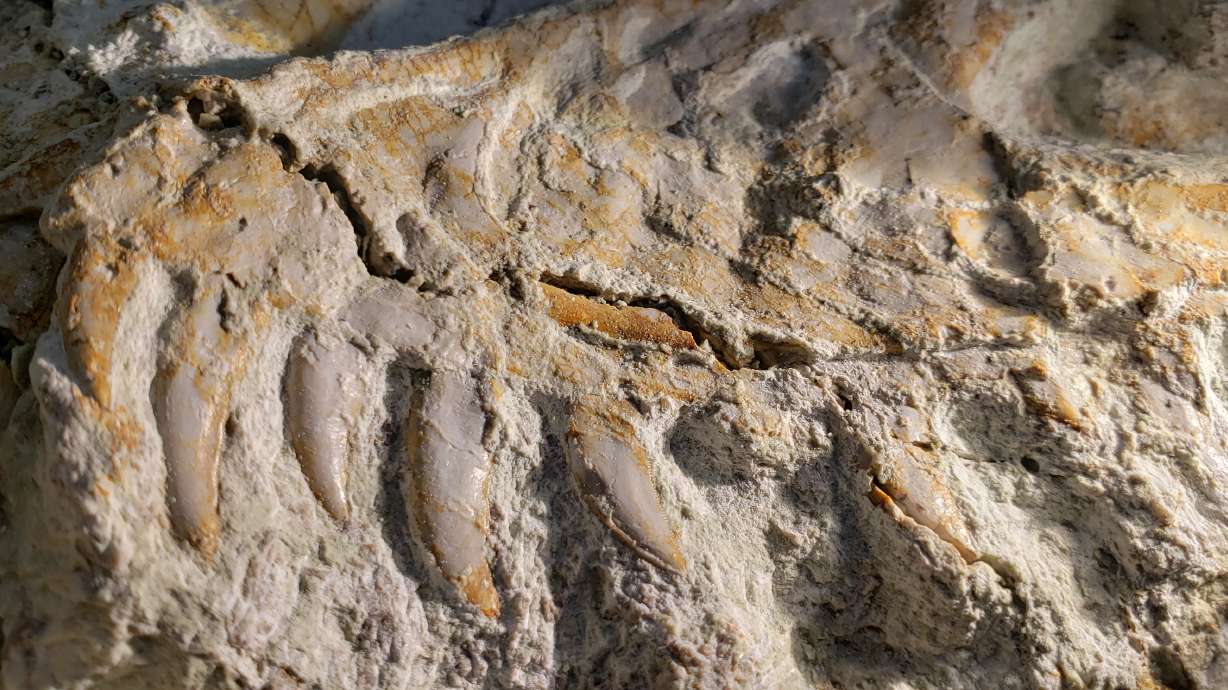 An undated photo of the the 9-ton "megablock" containing Utahraptor fossils that was first discovered in Grand County in 2001.