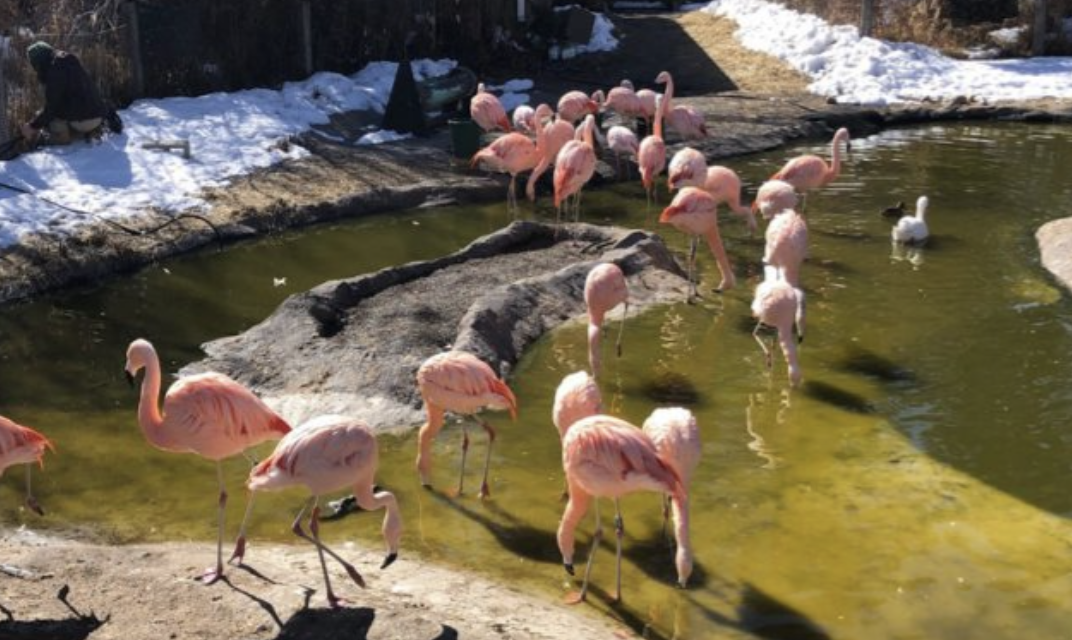 Inside the Treasures of the Rainforest exhibit at the Tracy Aviary in Liberty Park.