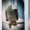 Missing Bluffdale parrot goes viral as community, social media users help look