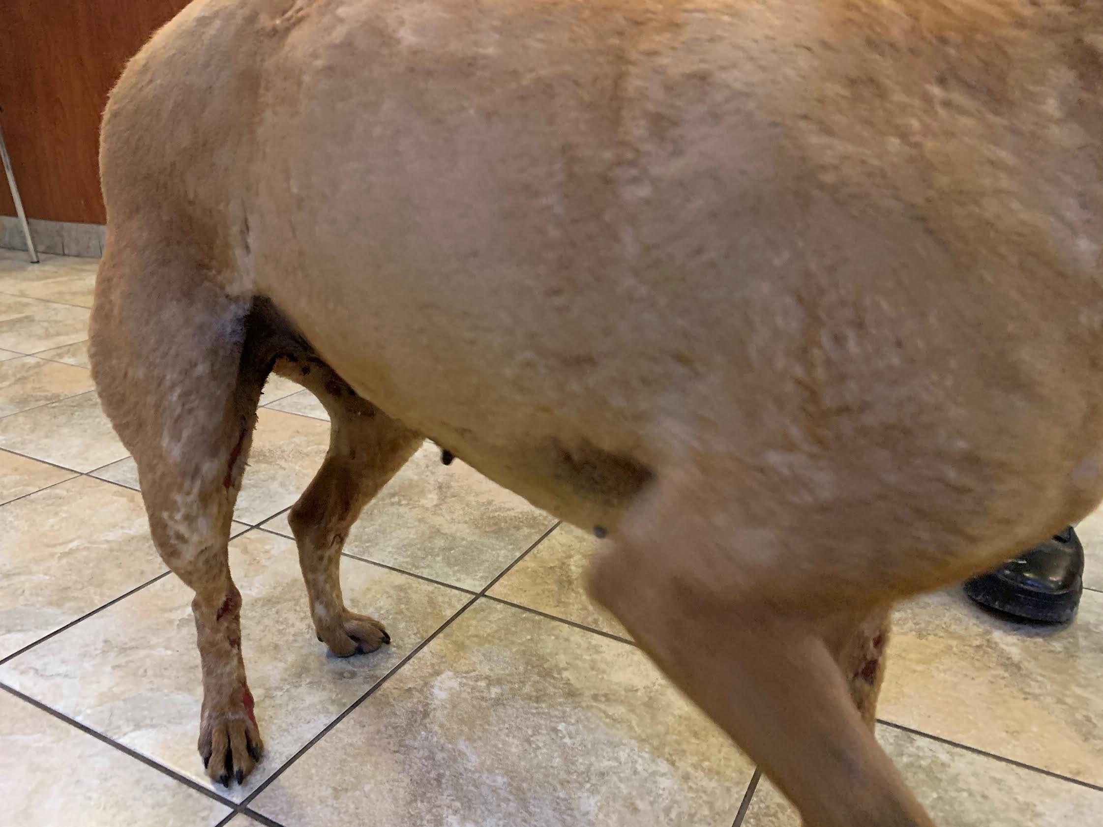 Salt Lake County Animal Services is asking for the public's help in locating a man who allegedly set a dog on fire near Magna at 9400 West and the North Frontage Road on Monday. The dog is described by animal services as a female red tick heeler with second-degree burns to her face and burns to her fur.